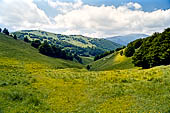 Monte Baldo (Trentino) - declivi a pascolo interrotti da isolati alberi. 